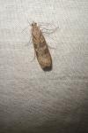 Nomophila noctuella