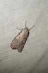 Pachycnemia hippocastanaria hippocastanaria