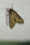 Peridroma saucia