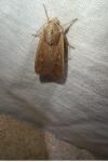 Mythimna unipuncta
