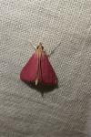 Pyrausta inornatalis