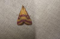 Pyrausta sanguinalis