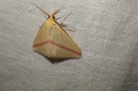 Rhodometra sacraria