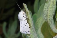 Spilosoma lubricipeda