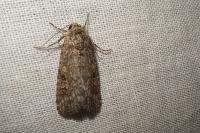 Spodoptera exigua