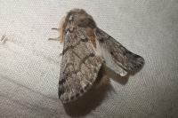 Thaumetopoea pityocampa