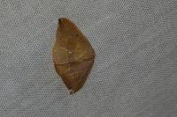 Watsonalla uncinula