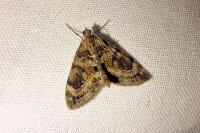 Thera britannica/variata