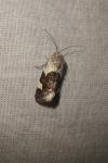 Acontia lucida