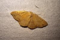 Cyclophora ruficiliaria