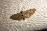Eupithecia virgaureata