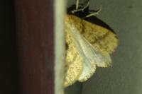 Aspitates ochrearia