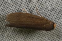 Achroia grisella