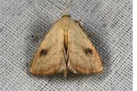 Rivula sericealis