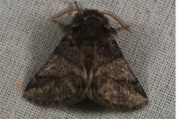 Thaumetopoea processionea