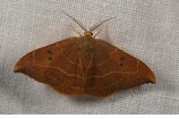 Watsonalla binaria