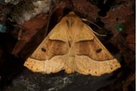 Crocallis elinguaria