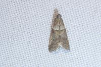 Acrobasis consociella