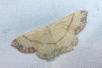 Cyclophora punctaria