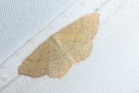 Cyclophora ruficiliaria