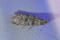 Dioryctria simplicella