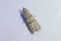 Dioryctria simplicella