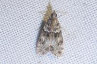 Eudonia mercurella