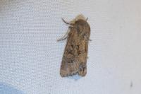 Luperina testacea