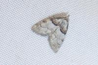 Nola cucullatella