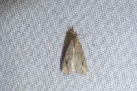Schrankia costaestrigalis