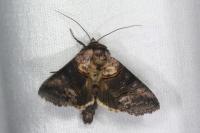 Abrostola asclepiadis