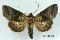 Abrostola asclepiadis