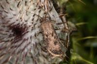 Agrotis segetum