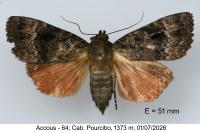 Amphipyra pyramidea