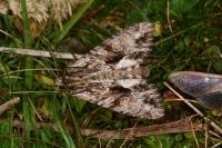 Apamea monoglypha