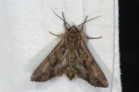 Apamea monoglypha
