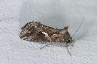 Trichoplusia ni