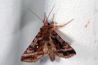 Autographa jota