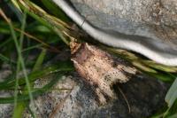 Axylia putris