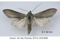 Cucullia umbratica