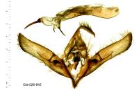 Cucullia umbratica