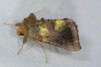 Diachrysia chrysitis