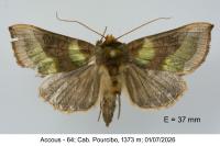 Diachrysia chrysitis