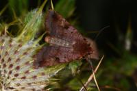 Diarsia brunnea