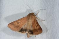 Helicoverpa armigera