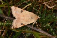 Helicoverpa armigera