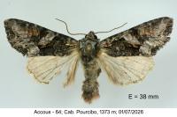 Lacanobia contigua