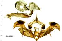 Lacanobia contigua