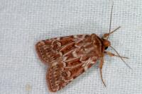 Lycophotia porphyrea