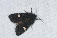 Melanchra persicariae